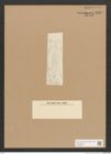 Diatomeae indet. Zeichnungen Sammlung Grunow Nr. 1690 (NHMW-BOT-W0368558)